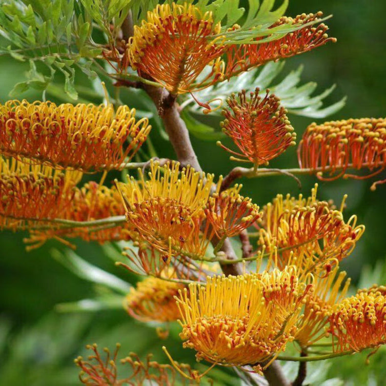 Orange Grevillea plant