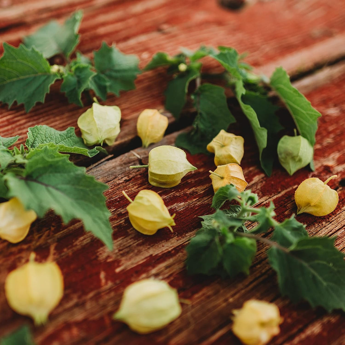 Ground Cherry Fruit Seeds for Planting with ripe golden ground cherries in papery husks