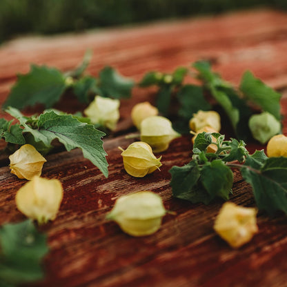 Ground Cherry Fruit Seeds for Planting with ripe golden ground cherries in papery husks