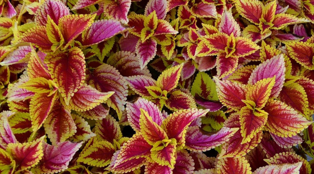 Light Yellow flower seeds