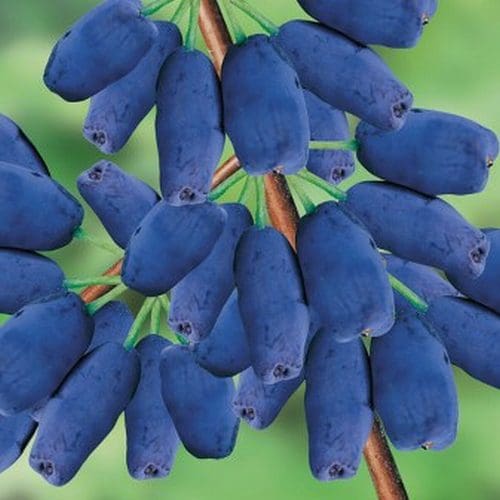Haskap fruit seeds for planting – heirloom blue berry garden variety