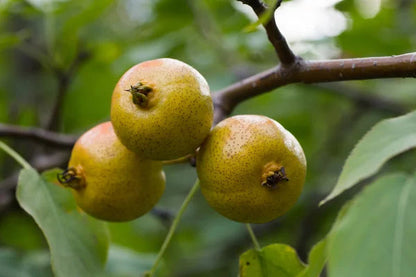 Wild Pear Tree seeds for planting – heirloom fruit tree garden variety