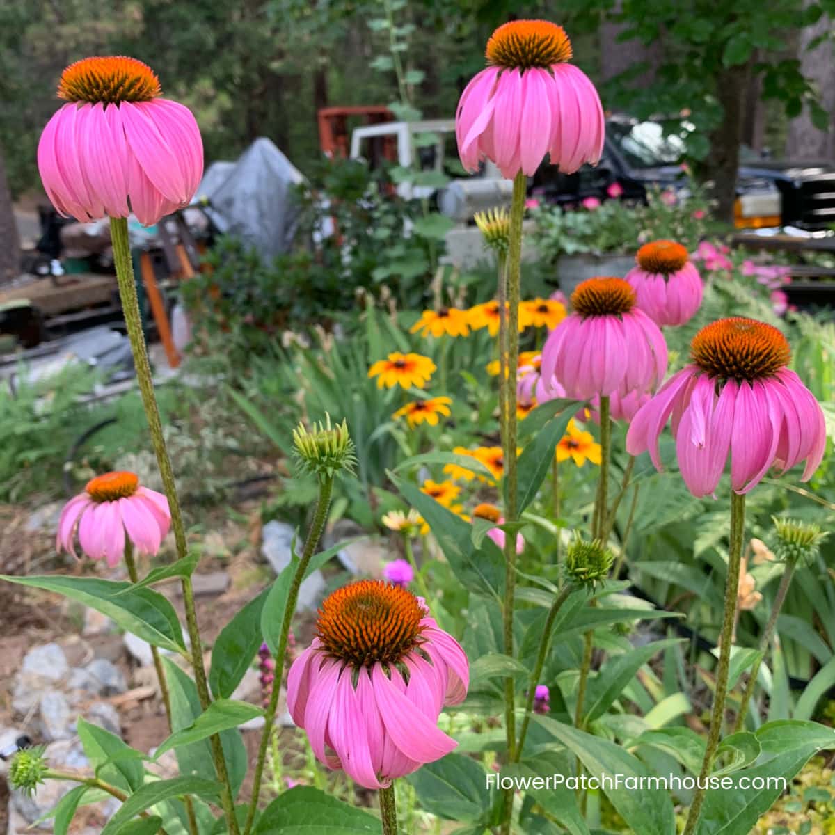 Coneflower Echinacea plant
