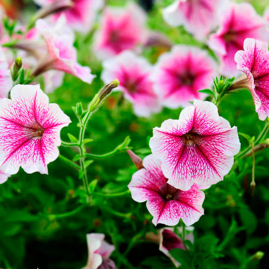 Pale Pink flower seeds