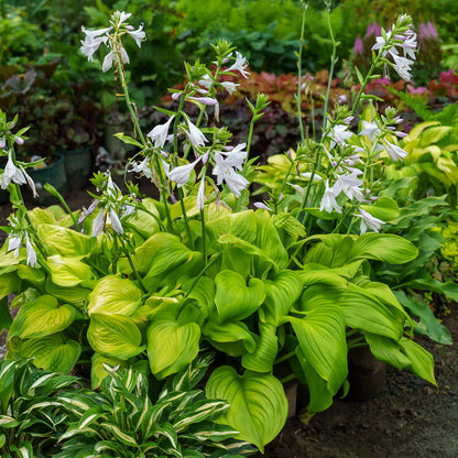 Hosta flower seeds