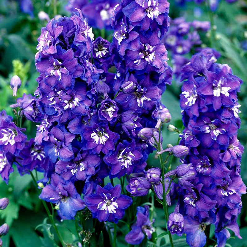 Candle Larkspur Delphinium plant