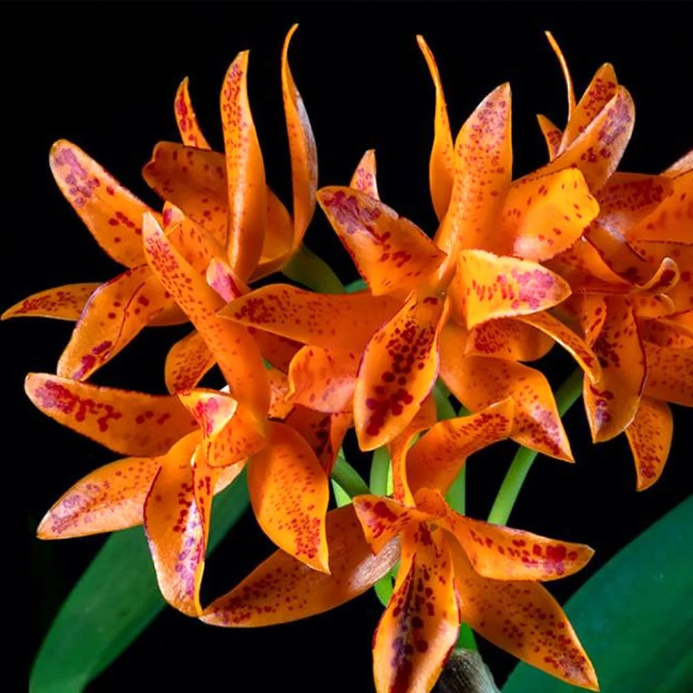 Orange Cattleya flower seeds
