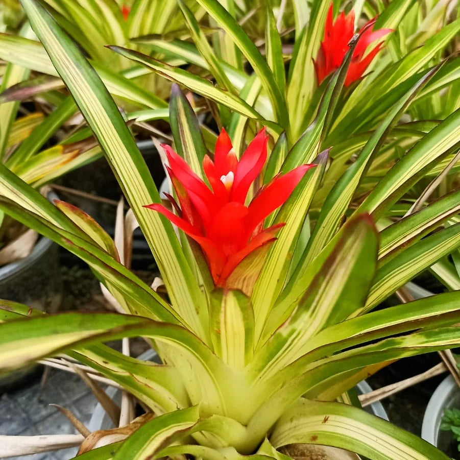 Orange Bromeliad flower seeds
