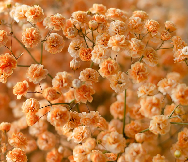 Gypsophila Flower Seeds for Planting – Heirloom Non-GMO Garden Seeds