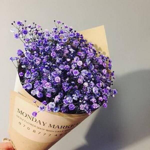 Dark Purple Gypsophila plant