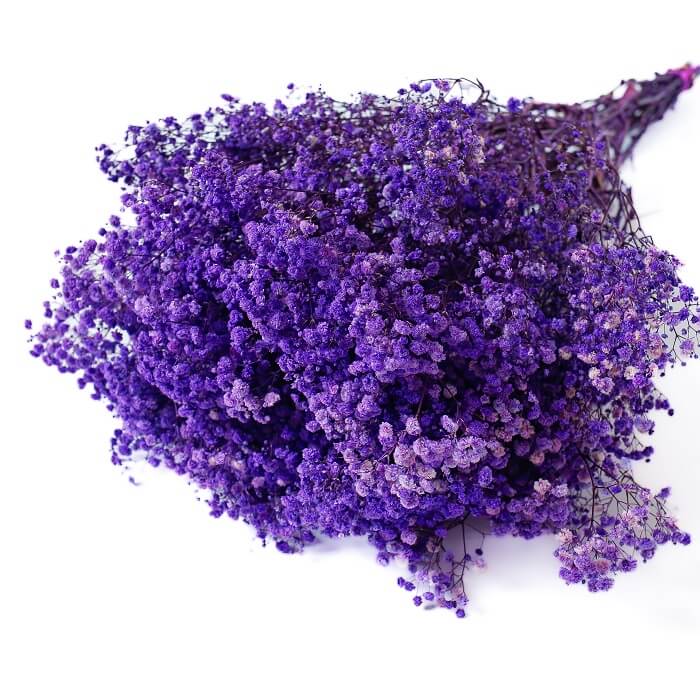 Dark Purple Gypsophila plant