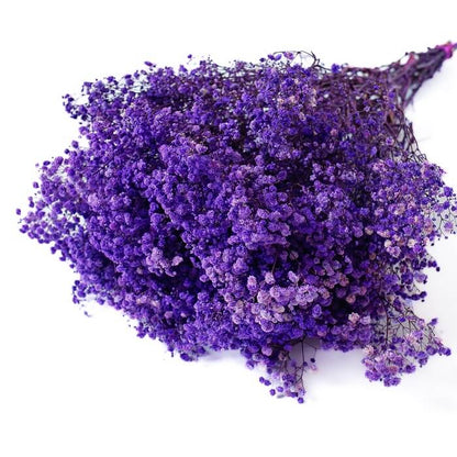 Dark Purple Gypsophila plant
