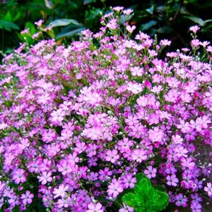 Pink Gypsophila plant