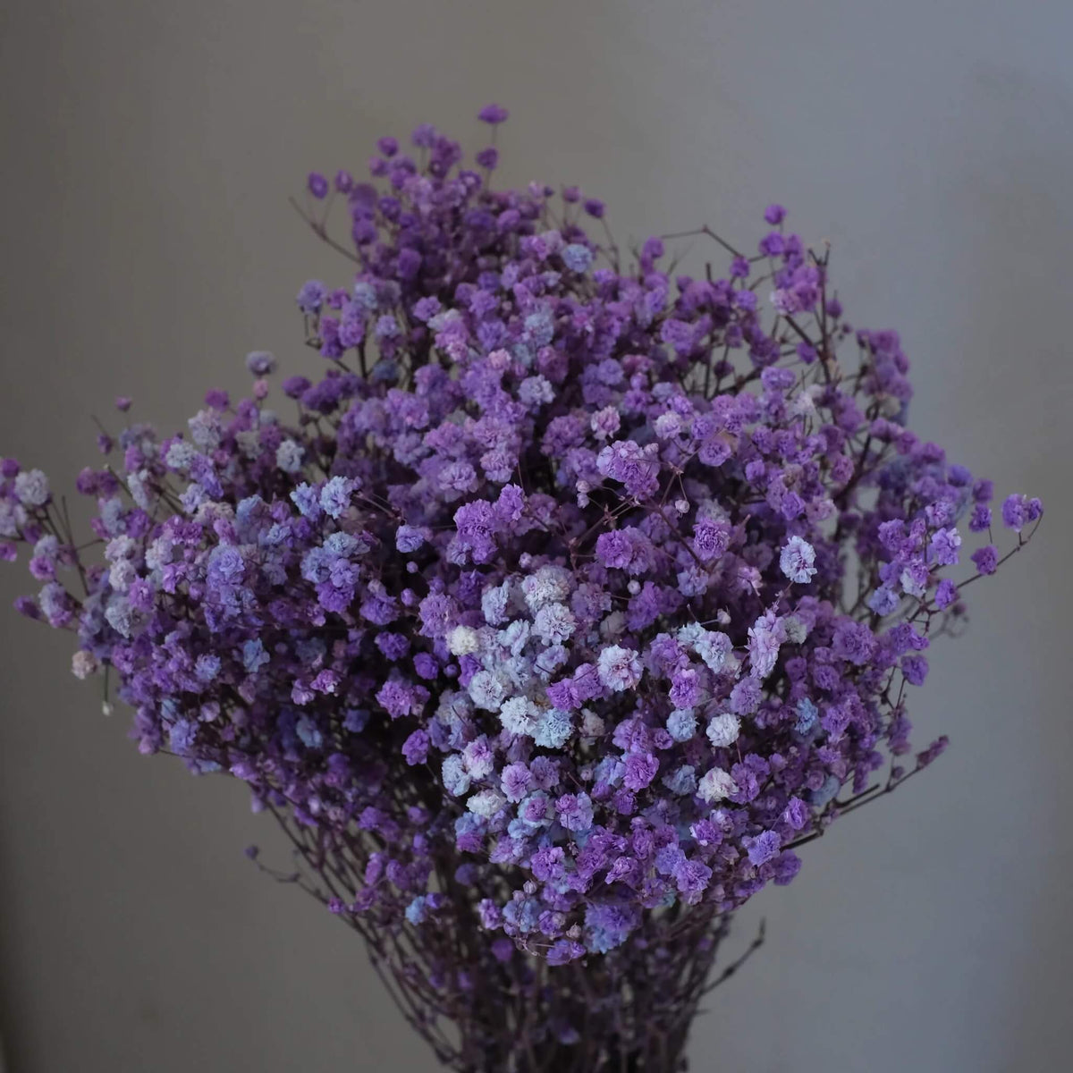 Dark Purple Gypsophila plant