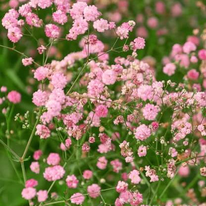 Pink Gypsophila plant