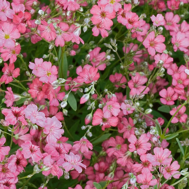 Pink Gypsophila plant