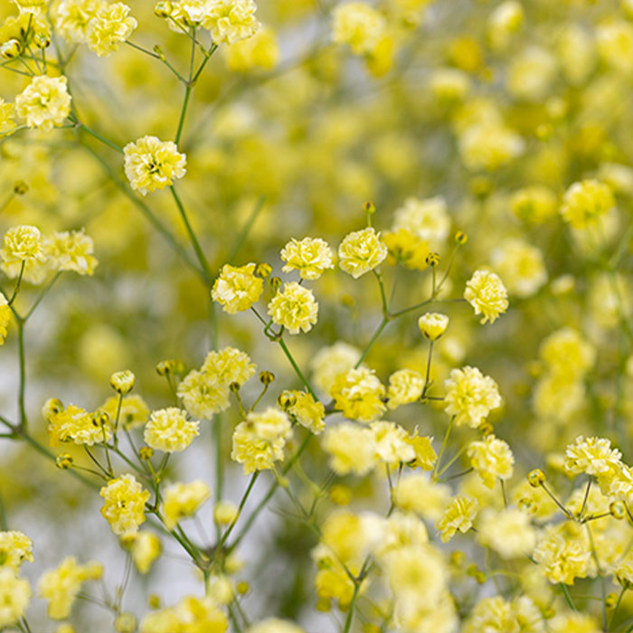 Light Yellow flower seeds