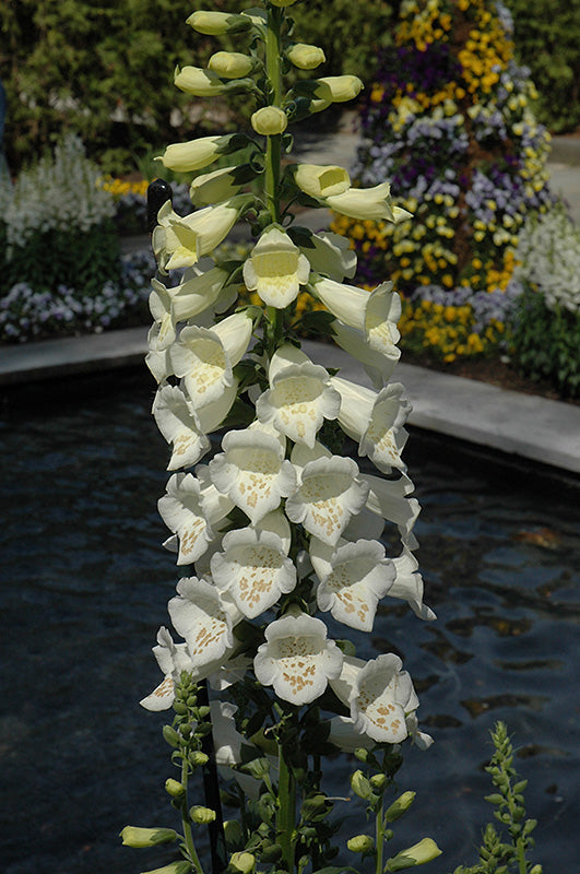 Bronze White flower seeds