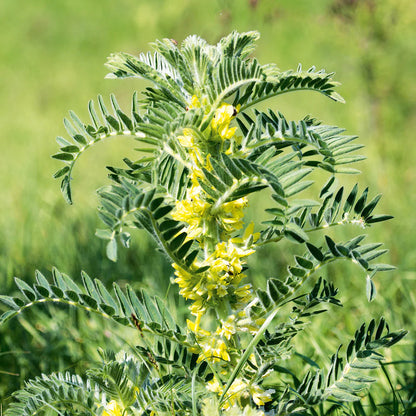 Astragalus Flower Seeds for Planting – Heirloom Non-GMO Garden Seeds
