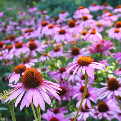 Perennial Coneflower plant