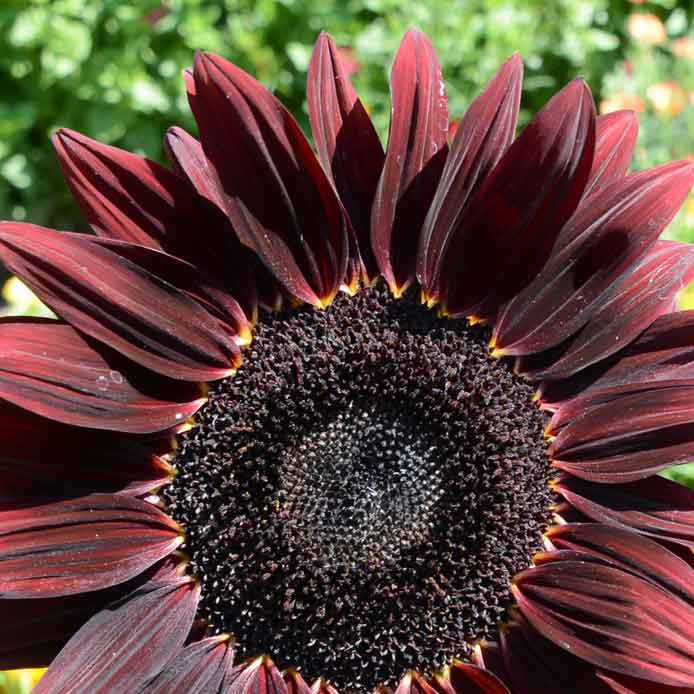 Chocolate Sunflower plant