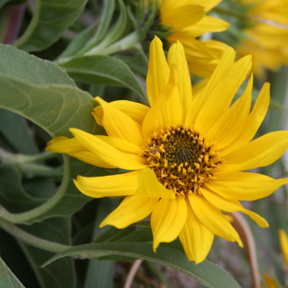 Yellow Maximiliani flower seeds