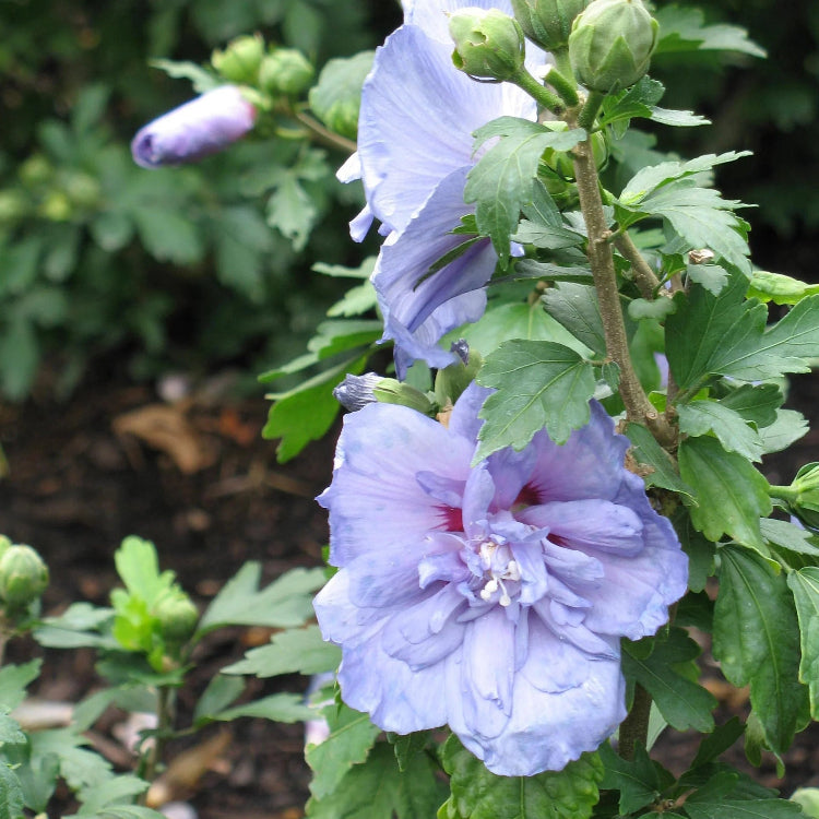 Rose of Sharon plant
