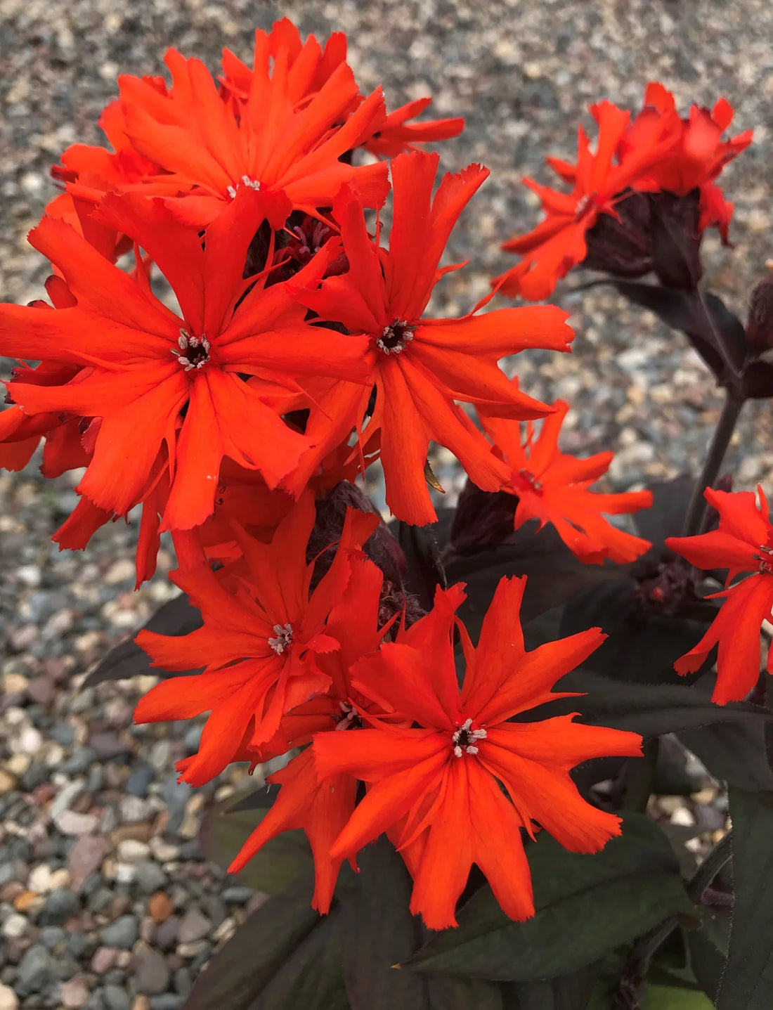 Red Orange flower seeds