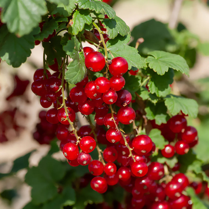 Red Currant Fruit Seeds for Planting – Heirloom Non-GMO Garden Seeds