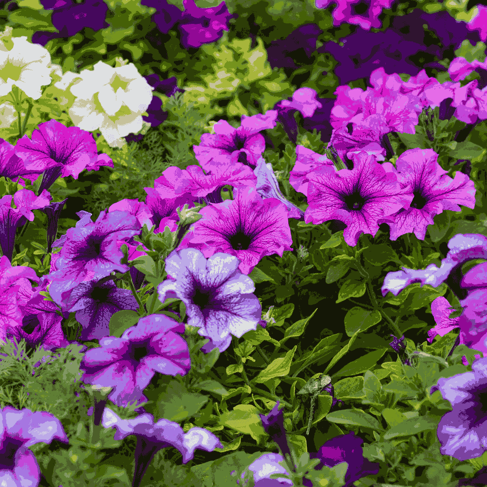Purple Surfinia flower seeds