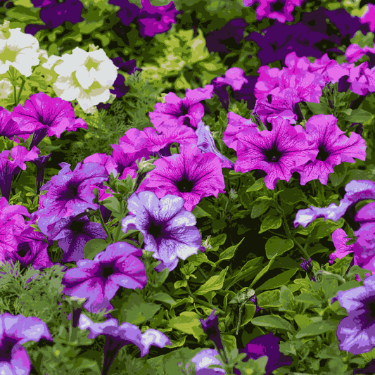 Purple Surfinia flower seeds