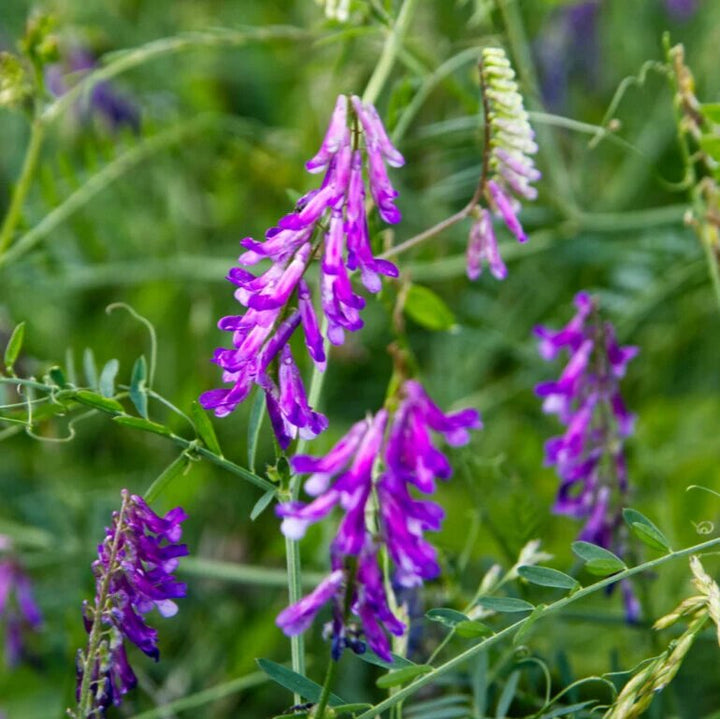Purple Hairy Vetch Flower Seeds for Planting – Purple Blooming Garden Cover Crop