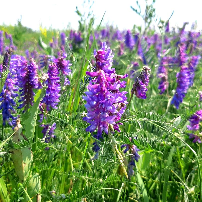 Purple Hairy Vetch Flower Seeds for Planting – Purple Blooming Garden Cover Crop