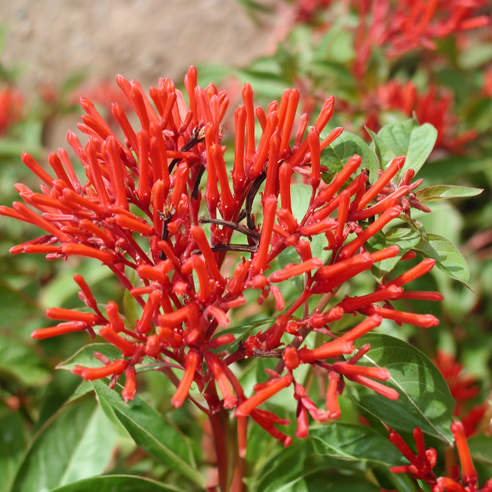 Hamelia Patens flower seeds
