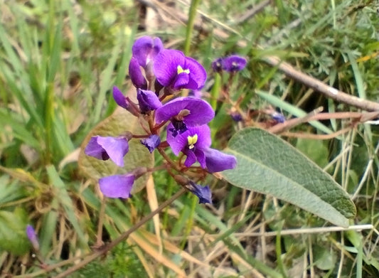 Coral Pea flower seeds