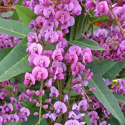 Australian Sarsaparilla Hardenbergia plant