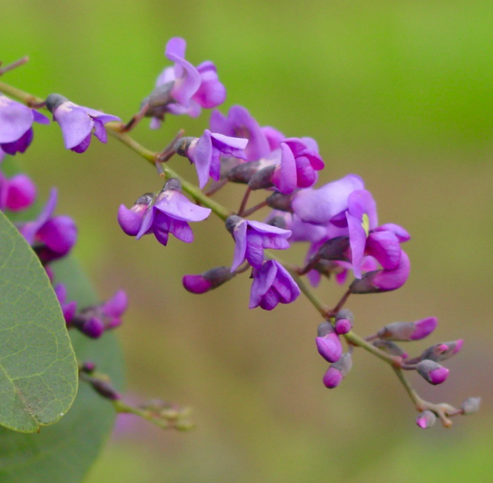 Australian Sarsaparilla Hardenbergia plant
