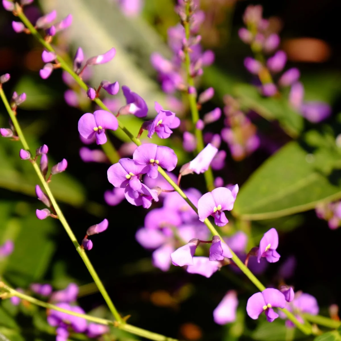 Australian Sarsaparilla Hardenbergia plant