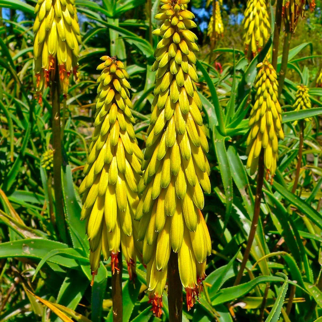 Yellow Green flower seeds