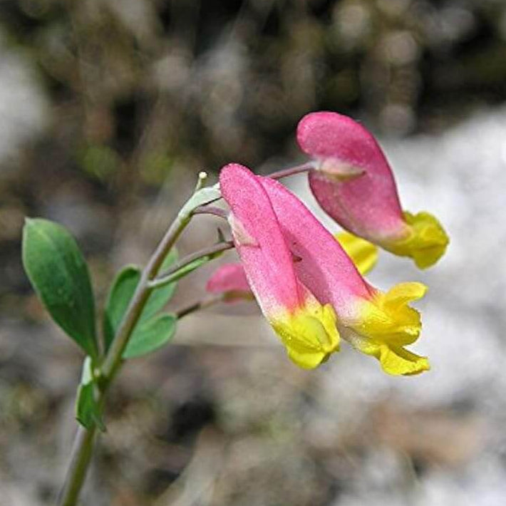 Pink Rock Harlequin plant