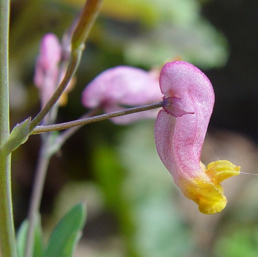 Pink Rock Harlequin plant