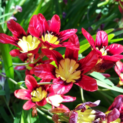 Red Harlequin plant