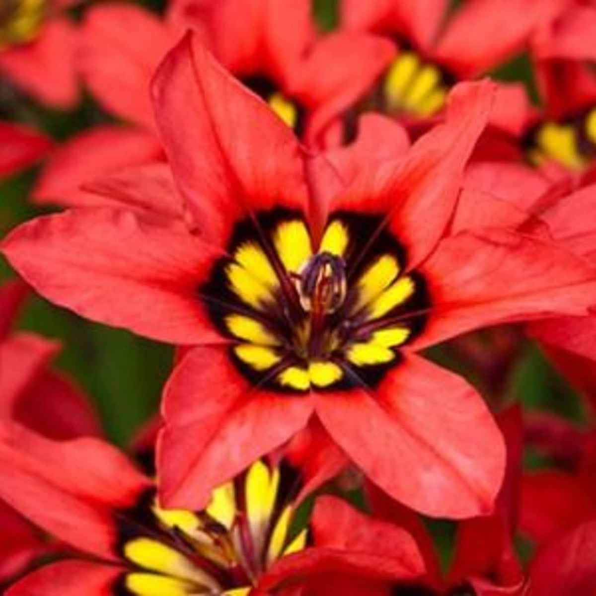Red Harlequin plant