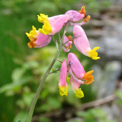 Pink Rock Harlequin plant