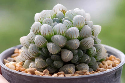 Haworthia Cooperi Flower Seeds for Planting – Heirloom Non-GMO Garden Seeds