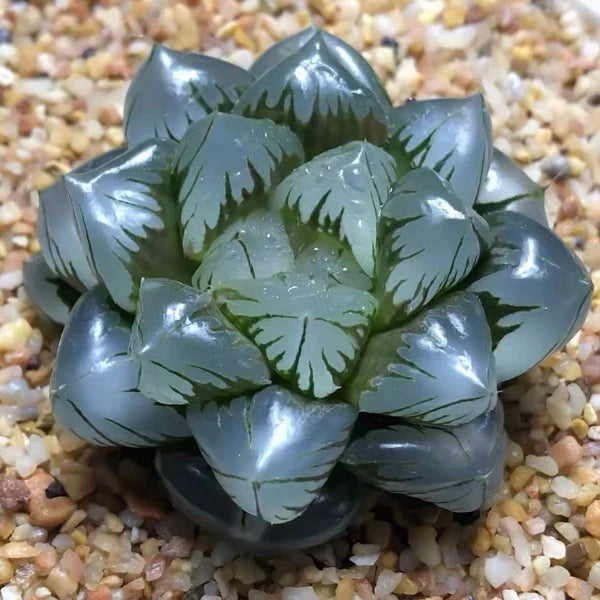 Succulent Haworthia Obtusa plant
