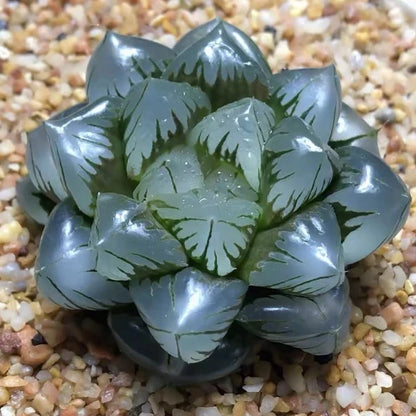 Succulent Haworthia Obtusa plant