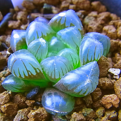 Succulent Haworthia Obtusa plant