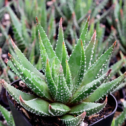 Haworthia plant
