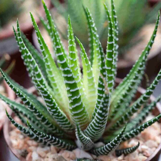 Haworthia plant